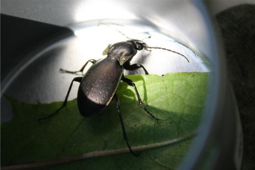 Carabus nemoralis